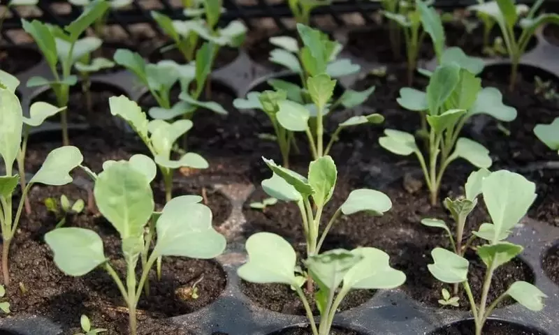 El Arte de la Siembra: Guía Completa para el Éxito de tus Semilleros