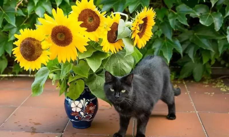 Un Oasis Seguro para Nuestros Amigos Felinos: Plantas Tóxicas a Evitar en el Hogar
