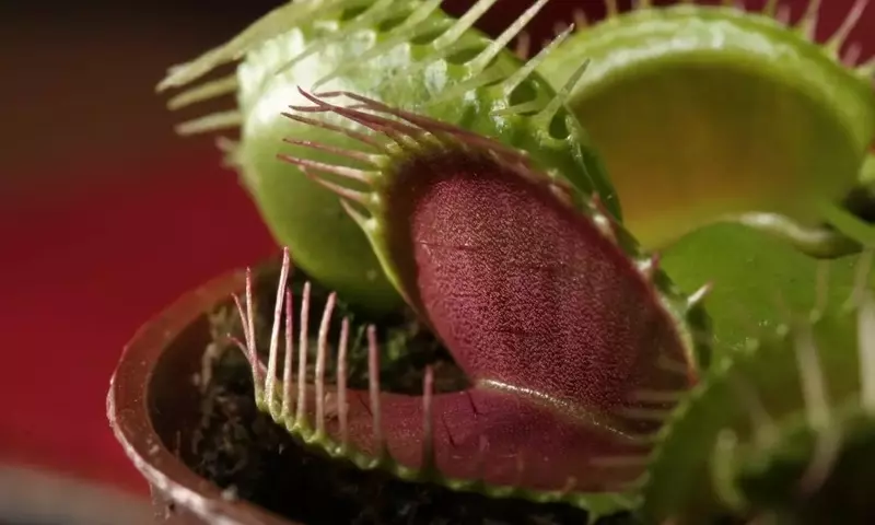 Las Fascinantes Estrategias de Caza del Mundo Carnívoro Vegetal