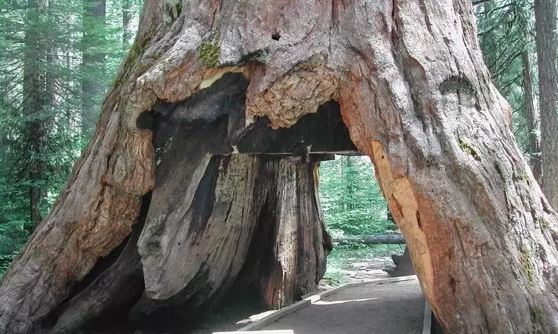 La Caída de un Coloso: El Adiós al Emblemático Pioneer Cabin Tree