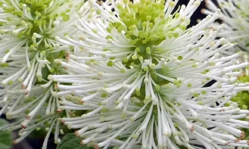 Descubre el Arbusto Fothergilla: Un Tesoro Versátil para tu Jardín