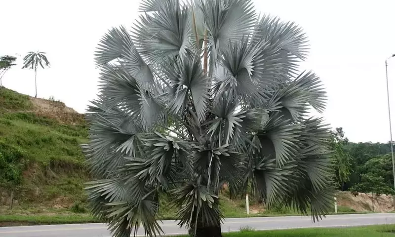 Palmera de Bismarck: Una Joya Ornamental para Cualquier Jardín