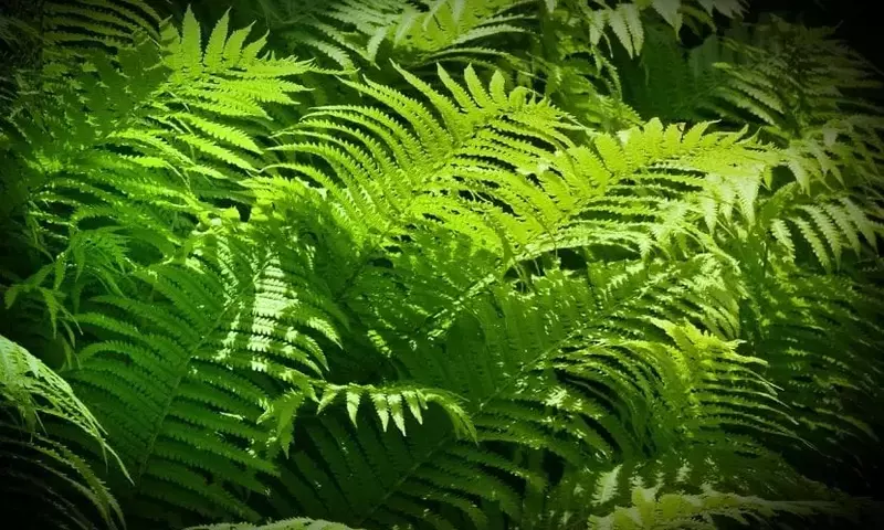 Guía Completa de Plantas Ideales para Zonas de Sombra en tu Jardín