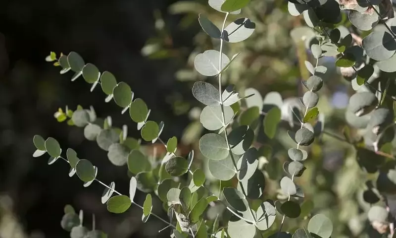 El Eucalyptus Globulus: Un Árbol de Múltiples Facetas y Controversias