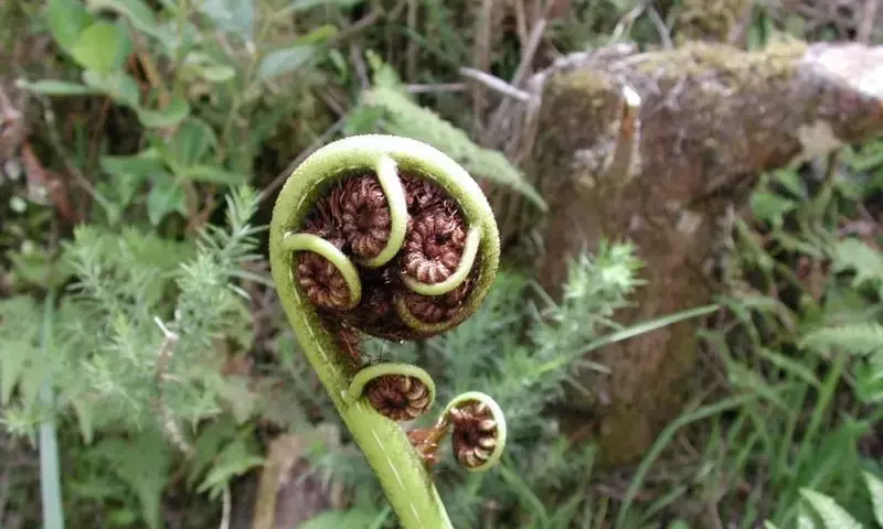 Un Vistazo al Pasado Botánico: Descubriendo las Plantas Antiguas