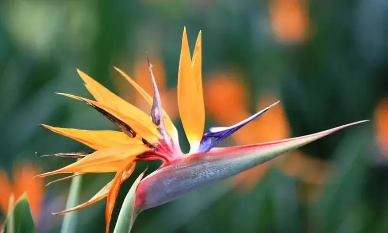 La Majestuosa Strelitzia: Un Vistazo Profundo a la Exótica Flor Ave del Paraíso