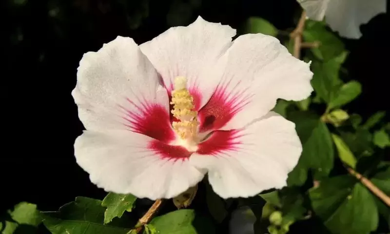 Guía Definitiva de Plantas de Exterior Pequeñas y Resistentes