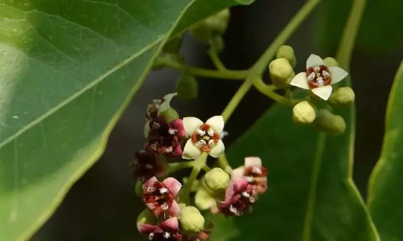 El Sándalo: Un Árbol Excepcional con Propiedades Únicas y Desafíos de Conservación