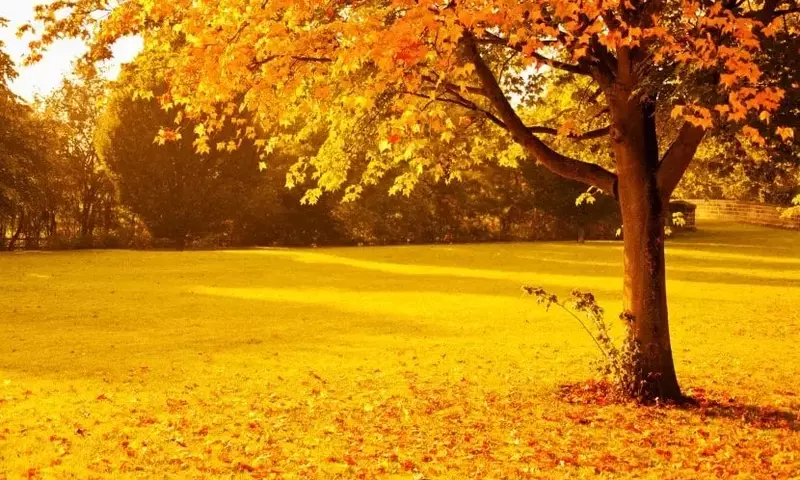 Un Oasis de Color en Otoño: Las Plantas Más Espectaculares para tu Jardín