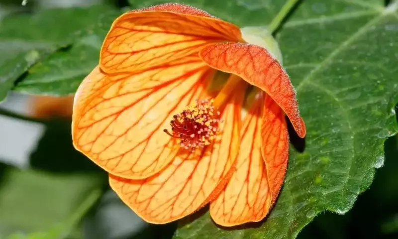 Enredaderas Compactas para Espacios Reducidos: Un Jardín Vertical Lleno de Vida