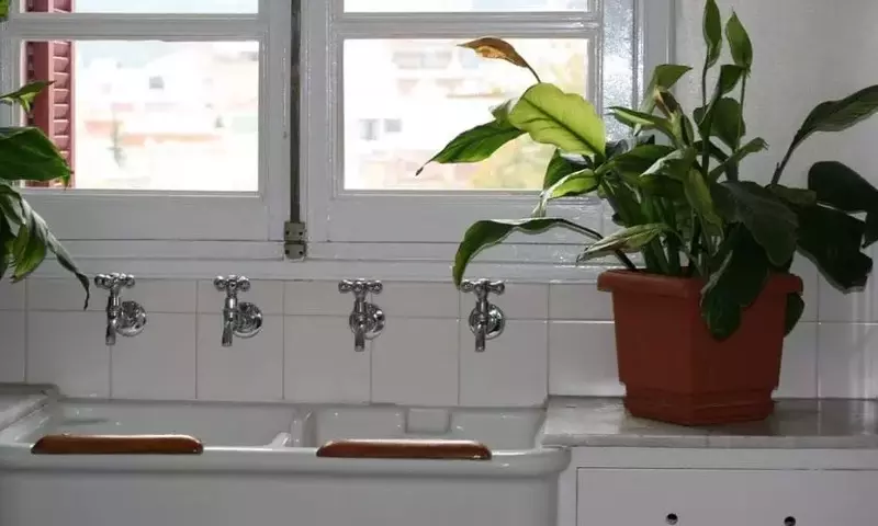 Plantas ideales para un baño elegante y saludable