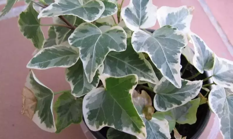Plantas de Interior Ideales para Espacios con Poca Luz