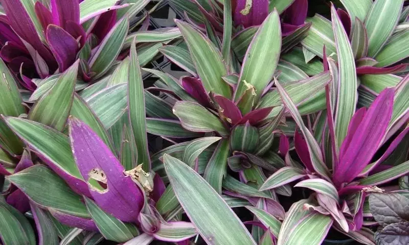 Tradescantia spathacea: Una planta vibrante y versátil para tu hogar o jardín
