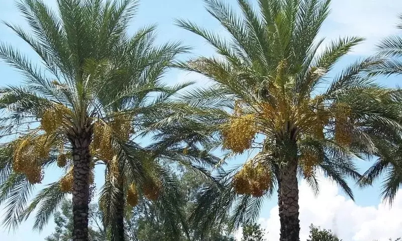 La Versatilidad de las Palmeras: Más Allá de la Estética Tropical
