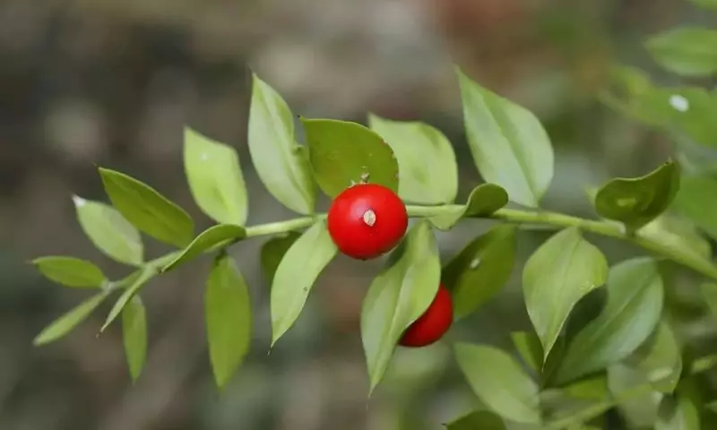 Descubriendo el Género Ruscus: Variedades, Cuidado y Atractivo Ornamental