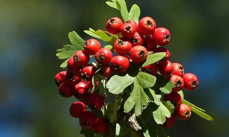 Crataegus: Guía Completa de Cultivo y Cuidados