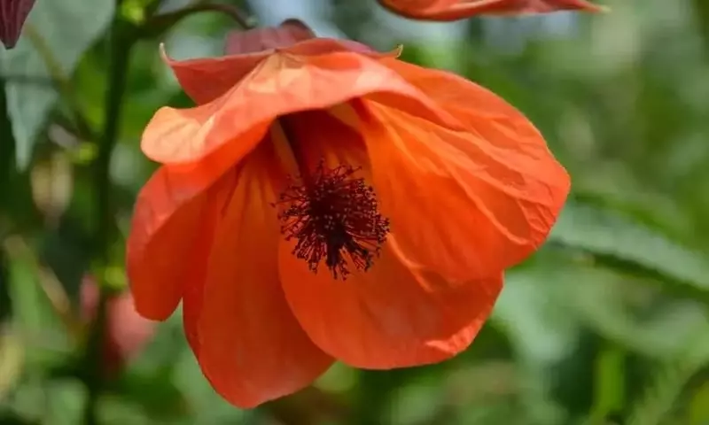 Guía Completa para el Cultivo y Cuidado del Abutilón