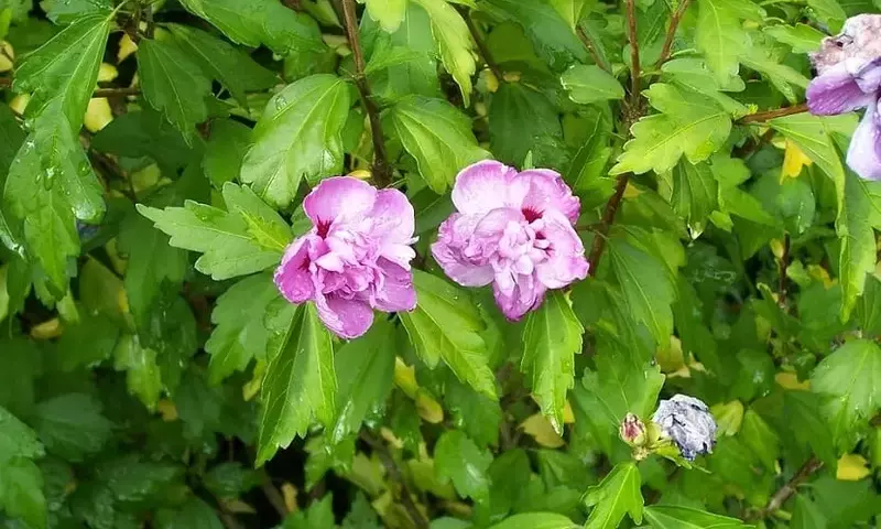 Secretos del Cuidado de la Malvarrosa: Belleza y Resistencia en tu Jardín