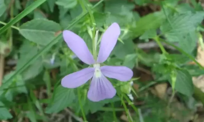 Guía Completa para el Cultivo de la Viola Cornuta: Origen, Cuidados y Protección
