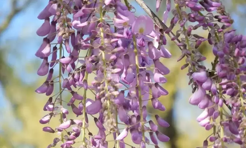 Jardinería Resiliente: Plantas que Desafían Temperaturas Extremas