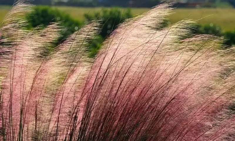 La Belleza Etérea de la Muhlenbergia Capillaris: Una Joya para Cada Jardín
