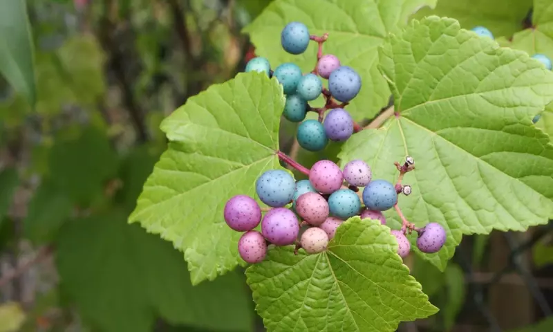 Ampelopsis (Parthenocissus): Guía Esencial para el Cultivo de Enredaderas Ornamentales