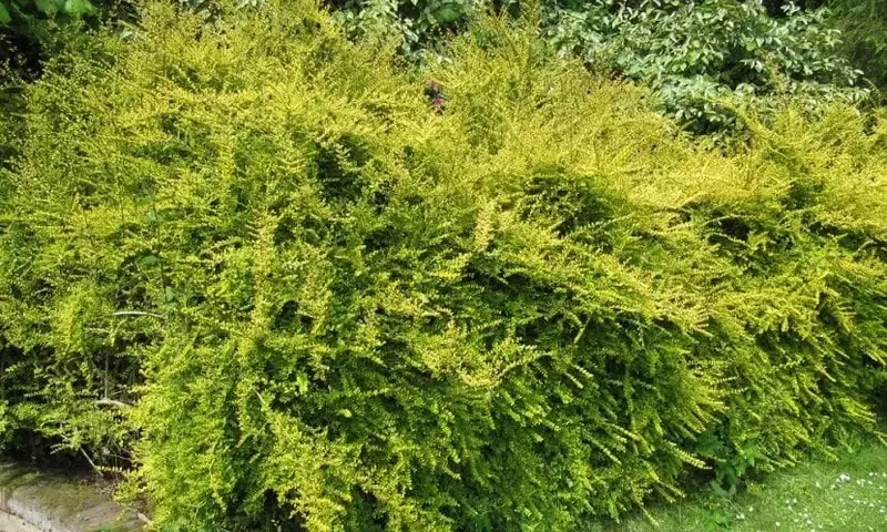 Descubriendo la Madreselva Brillante: Un Arbusto Versátil para Tu Jardín