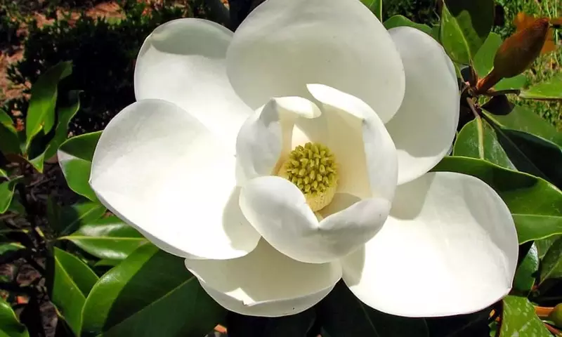 La Prevalencia del Color Blanco en las Magnolias: Un Análisis Evolutivo y Botánico