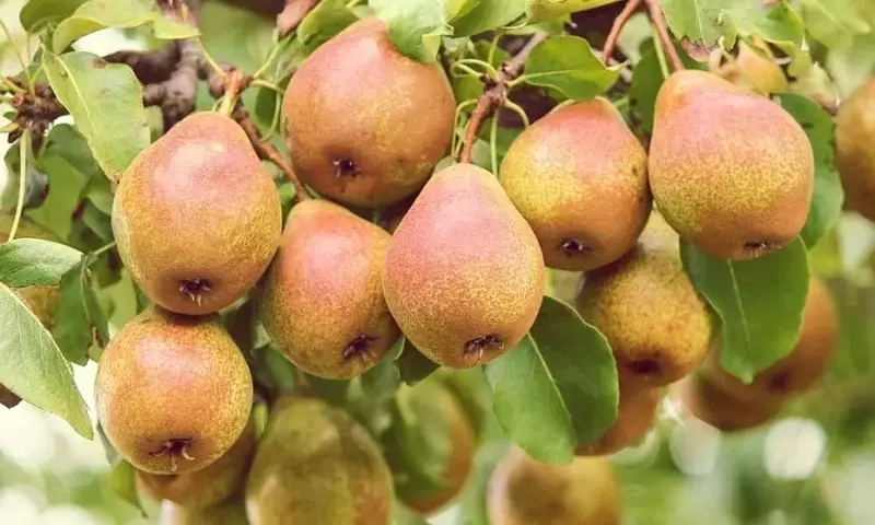 Descubriendo la Versatilidad del Pyrus: Desde el Jardín hasta la Mesa