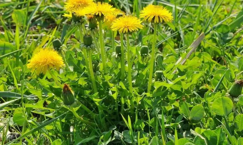 Un Vistazo a la Diversidad de Flores Silvestres Amarillas