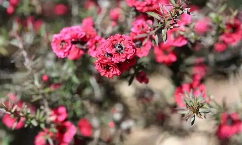 Leptospermum: El Encanto Versátil de Arbustos y Árboles