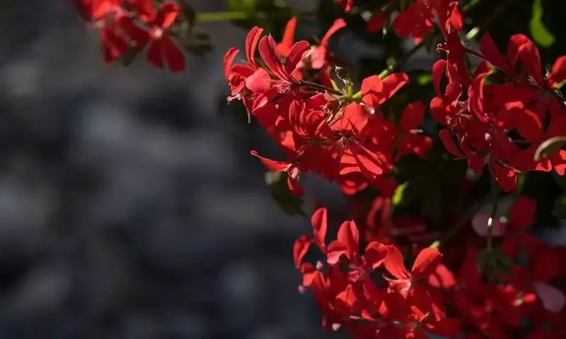 El Misterio de la Floración Vegetal: Factores, Estaciones y el Impacto del Clima