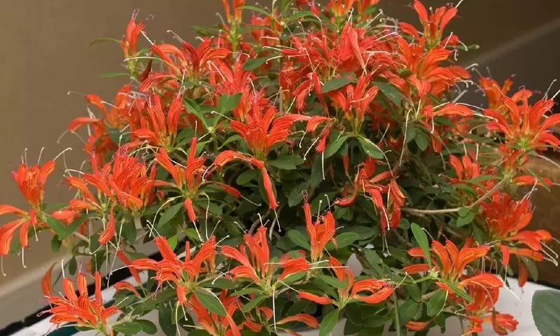 Aeschynanthus: La Enigmática Planta 'Pintalabios' y su Cultivo