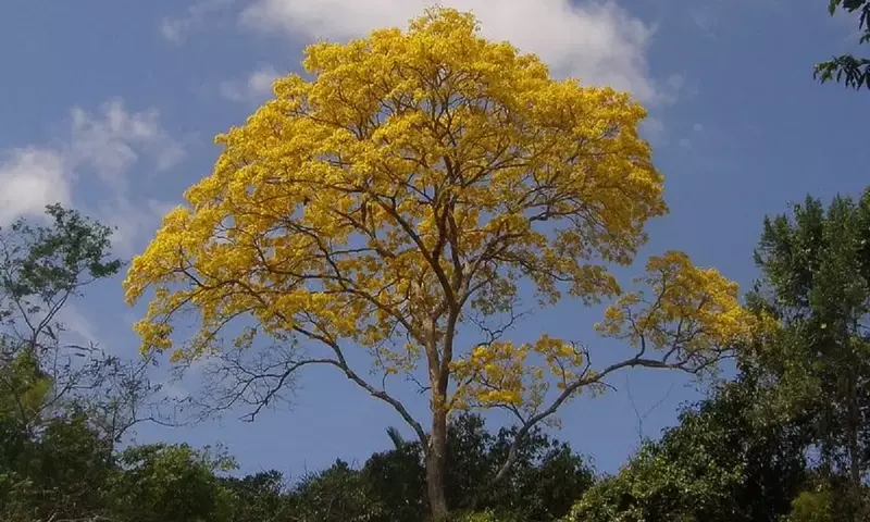 Tabebuia Guayacán: El Árbol Majestuoso con Flores Doradas y Madera Invaluable