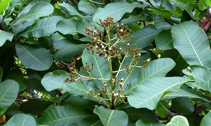 Anacardium excelsum: Un Gigante Tropical de Valor Incalculable