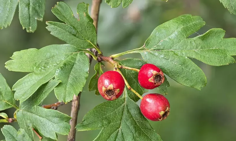 El Majuelo: Un Tesoro Botánico de Múltiples Facetas