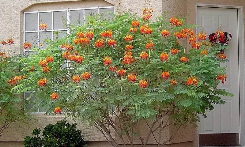 Descubriendo la Caesalpinia Pulcherrima: Belleza Exótica y Medicina Ancestral