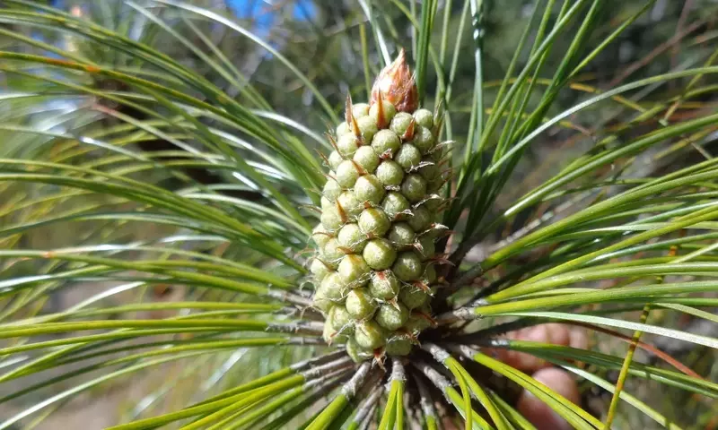 Pinus Roxburghii: El Majestuoso Pino del Himalaya y su Valiosa Madera