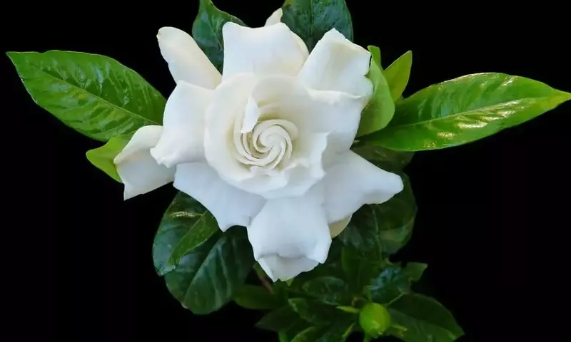 La Gardenia: Un Viaje Aromático a Través de sus Cuidados y Encantos