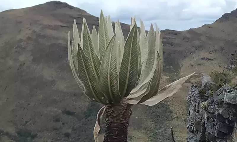 Descubriendo la Espeletia: La Joya Botánica de los Andes Colombianos