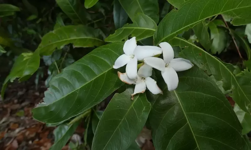 Alibertia Edulis: El Fascinante Árbol Tropical de Frutos Exóticos
