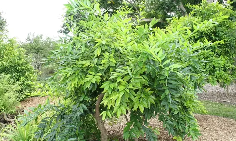 Descubriendo el Fascinante Laurel de Tres Nervios: Un Tesoro Botánico de Asia