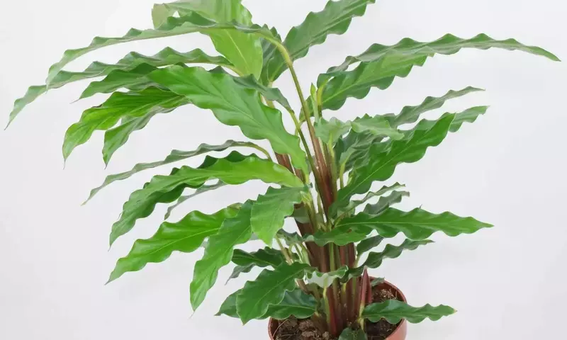 Calathea Wavestar: Belleza Exótica y Cuidado del Hogar