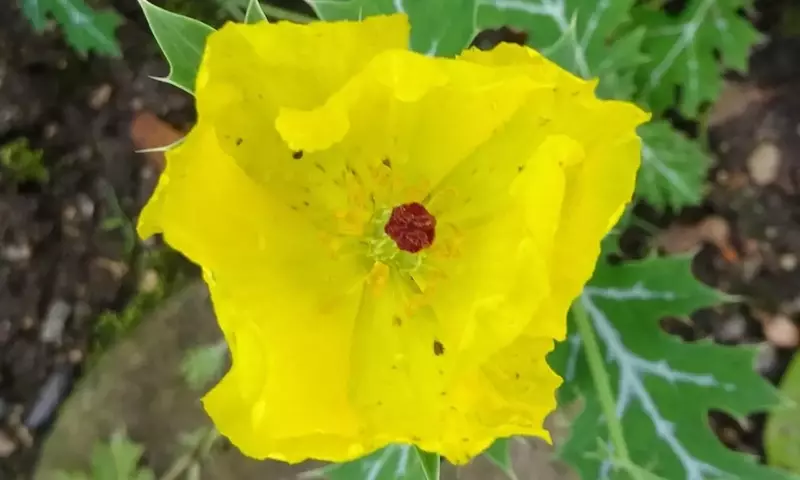 Argemone Mexicana: La Amapola Espinosa de Origen Tropical con Usos Múltiples y Notable Toxicidad