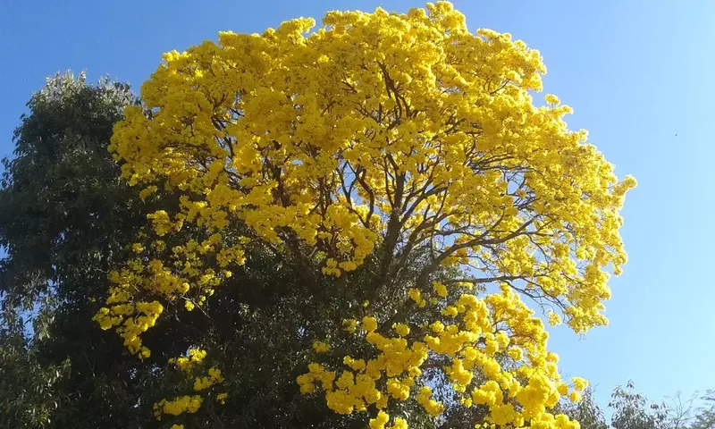 Tabebuia Speciosa: El Árbol Emblemático de Brasil