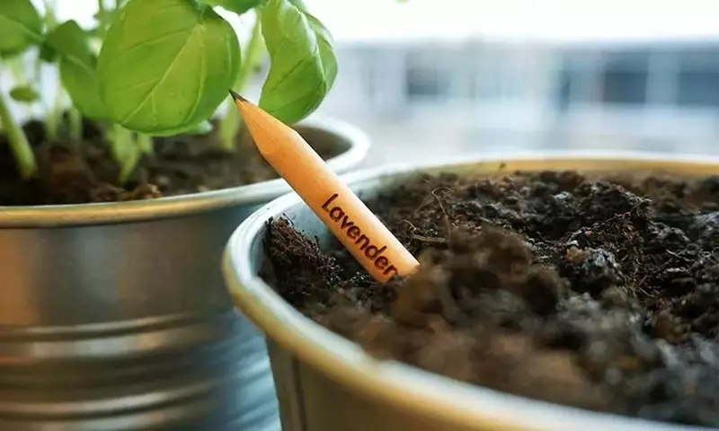 Lápices con Semillas: La Fusión Innovadora entre Escritura y Naturaleza