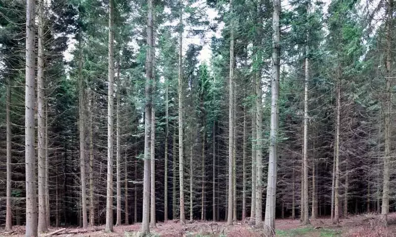 Avances Innovadores en la Poda Forestal de Altura
