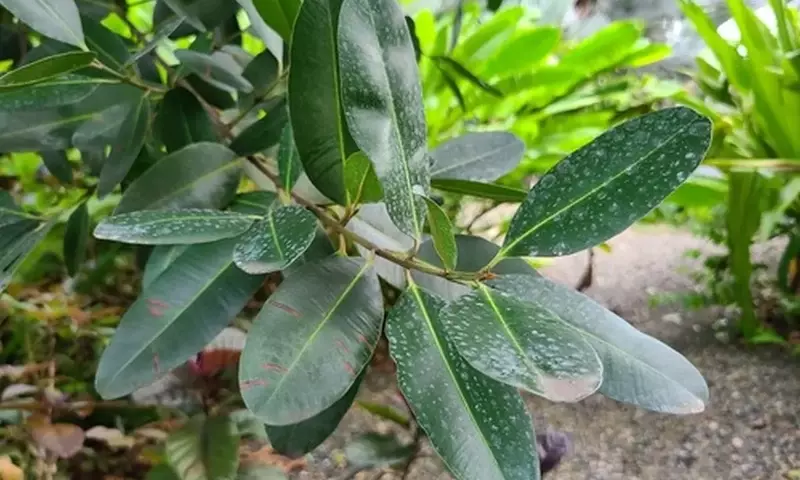 Descubriendo el Árbol de María: Un Tesoro Natural de Honduras y Más Allá