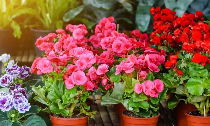 Estrategias Exitosas para la Propagación de Begonias