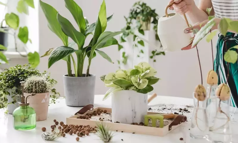 Dominando la Propagación del Ficus Elástica: Guía Completa para el Cultivo Exitoso